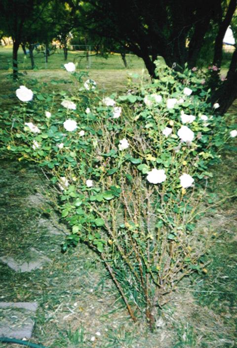 rosebush1.jpg