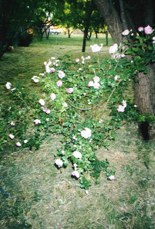 rosebush2.jpg