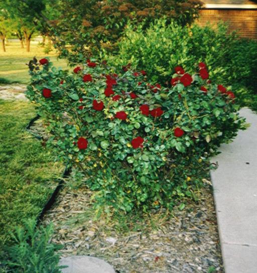 rosebush4.jpg