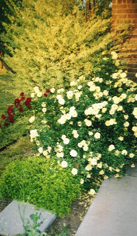 rosebush3.jpg
